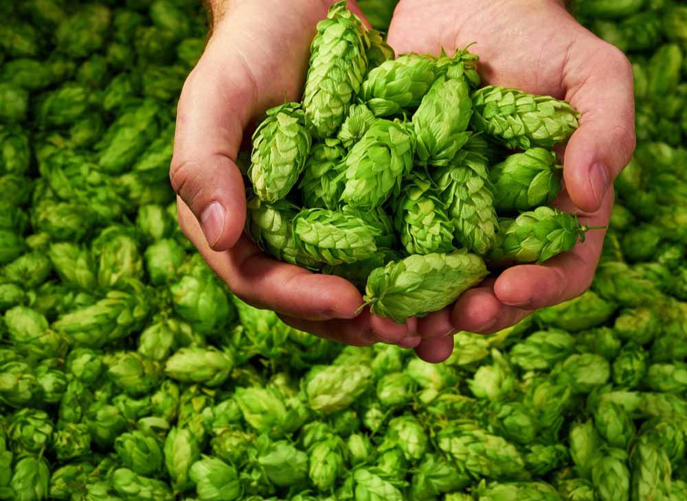 <b>Hops, What Are They In Commercial Beer Brewing System</b>